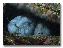 Wolf Eel